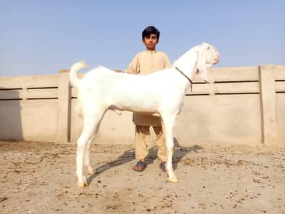 pure muhammad puri gulabi bakra/Dunda bakra
