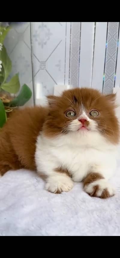 Quality Persian Punchface cat & kitten. moreWhatsApp 03233614642
