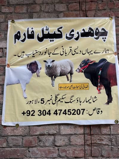 Chuadry cattle farm