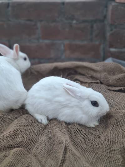Dwarf Hotot 2 Extra Male for Sale 0323-4985261