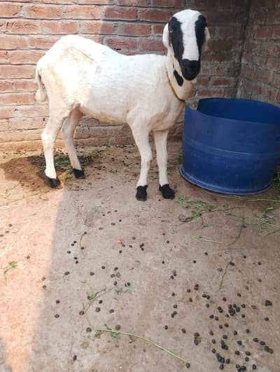 Mundri sheep Female for qurbani 03214178601