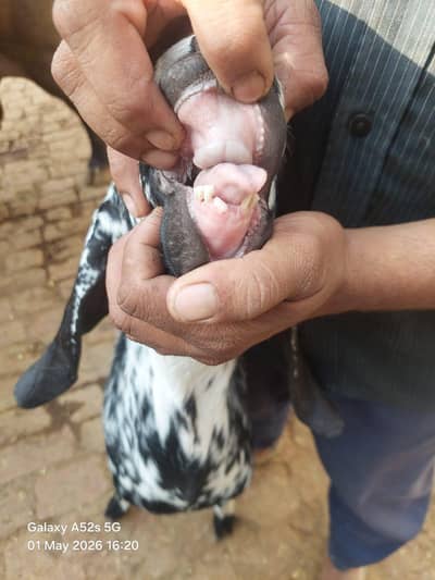 Makhi cheena bakra qurbani 2026 donda