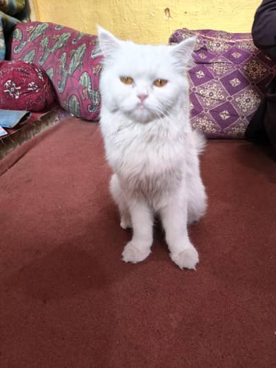 Russian cat