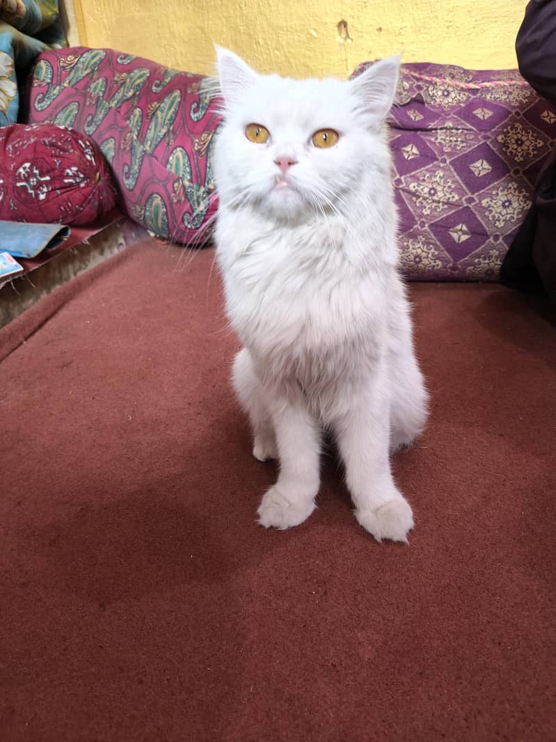 Russian cat 1