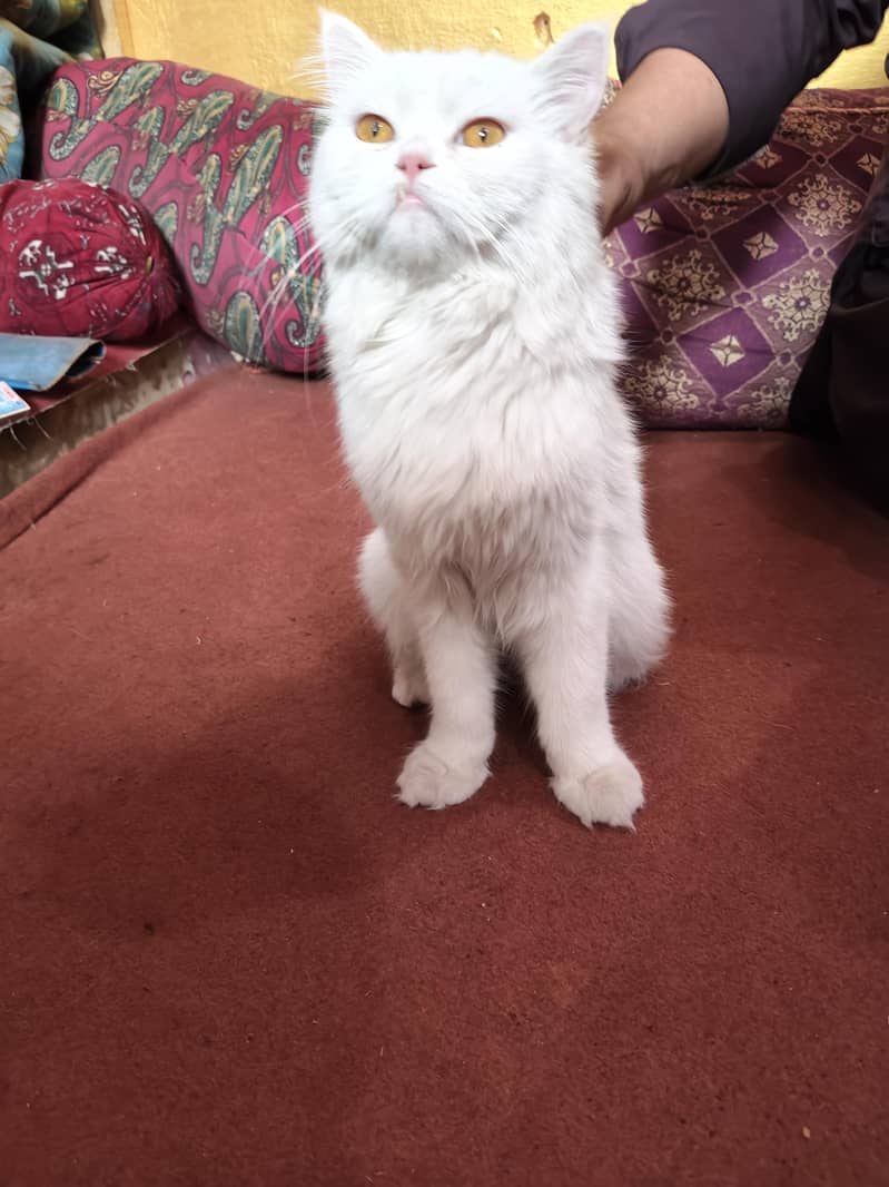 Russian cat 2