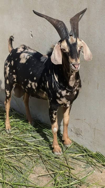 Bakra Tapra