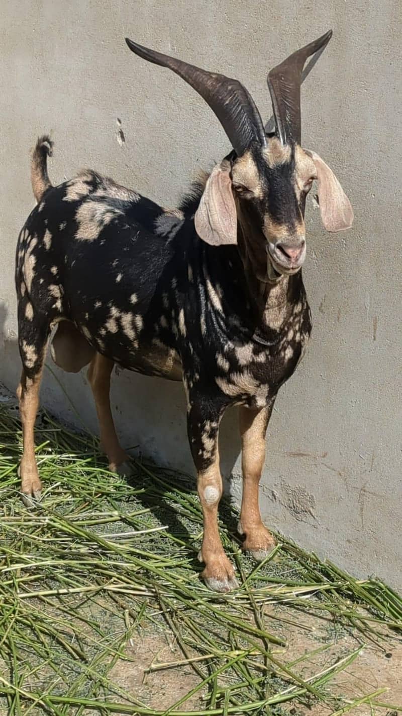 Bakra Tapra 0