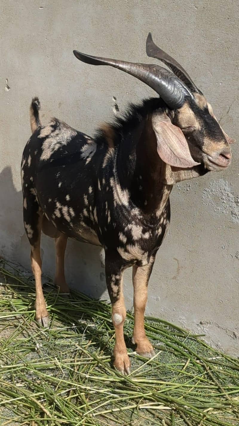Bakra Tapra 1
