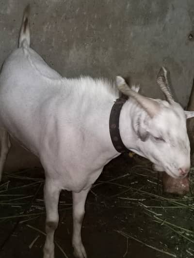 Gulabi teda breederl ( 2 dant )