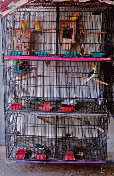 Beautiful setup of love birds and cocktail is for sale
