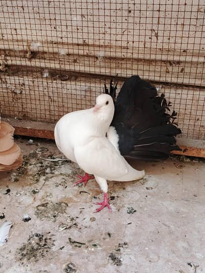 Black tail Lakka fantail male  kaboter ,Fancy Pigeon
