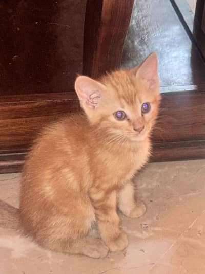 2 months male kitten