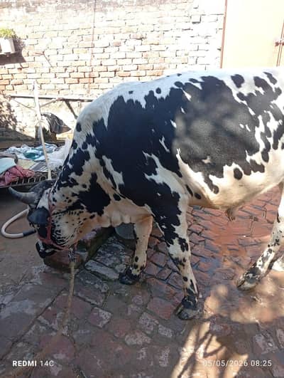 MashAllah Beautiful Qurbani Bachra for Sale