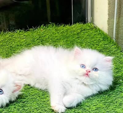 Persian cat  triple coat Punch face face WhatsApp number 03714015585