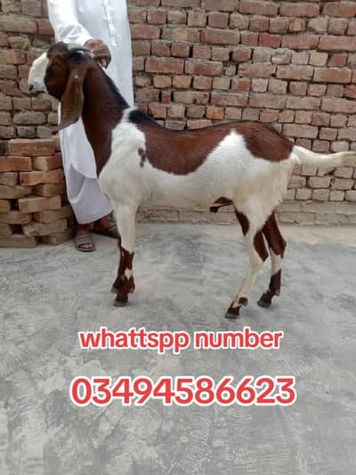Desi bakre for sale.   dha phase 8 lahore