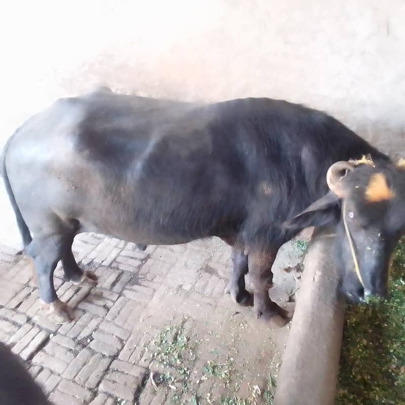 Buffalo بھینسا 0