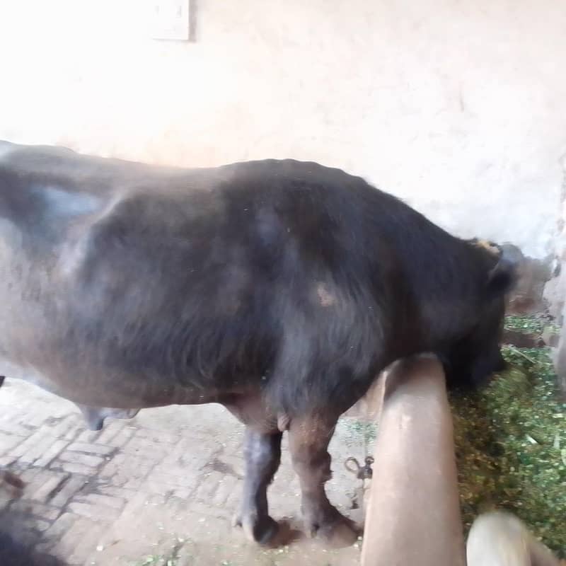 Buffalo بھینسا 1