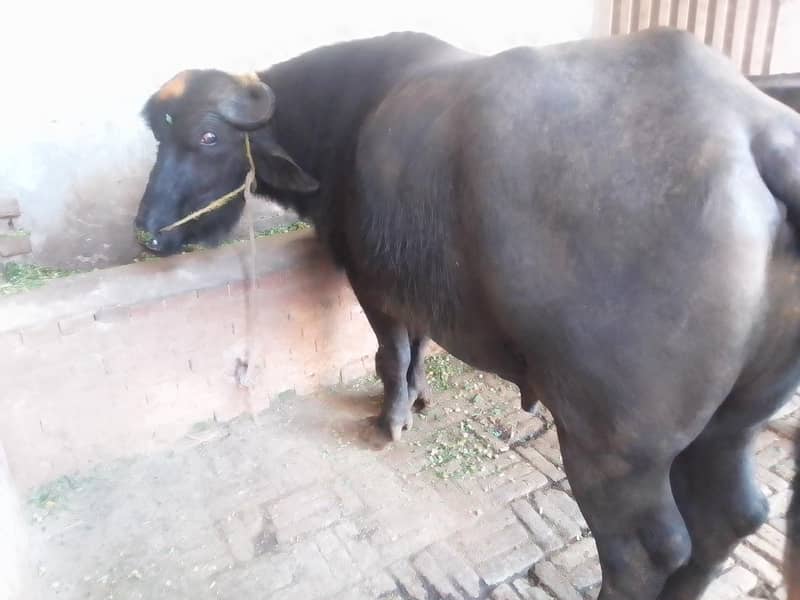 Buffalo بھینسا 2