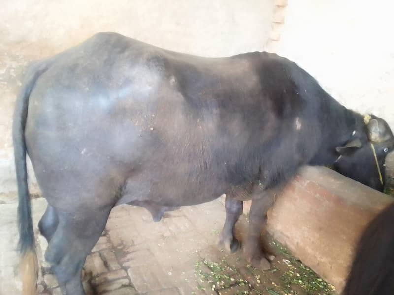 Buffalo بھینسا 3