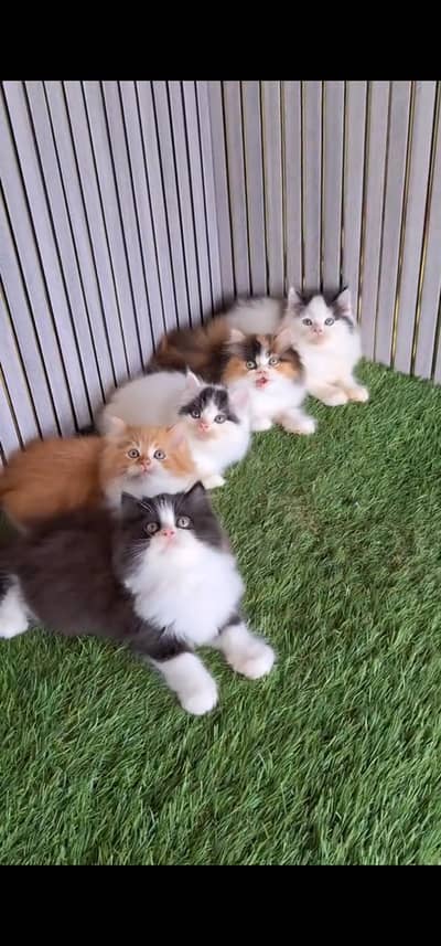 Quality Persian Punchface cat & kitten. moreWhatsApp 03233614642