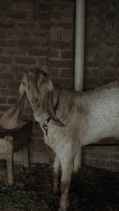 Makhi cheena