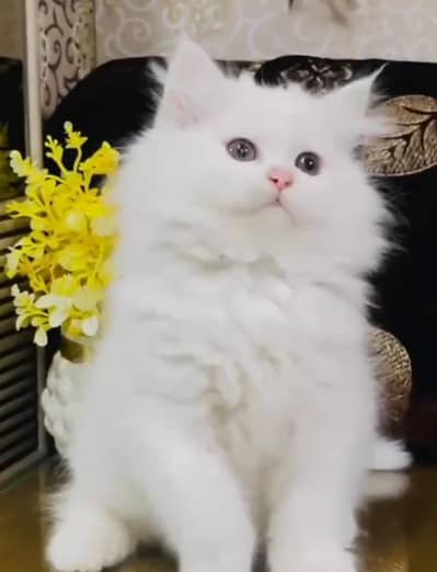 Quality Persian Punch   kitten WhatsAp. 03227335071