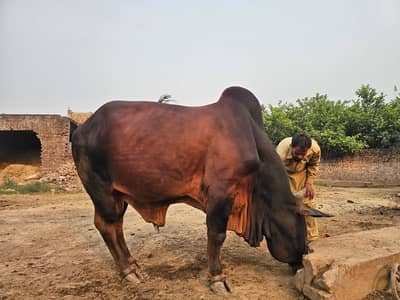 Qurbani Janwar Bull Buffalos Cow Cattle Farm