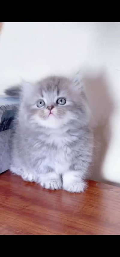 Quality Persian Punchface cat & kitten. moreWhatsApp 03233614642