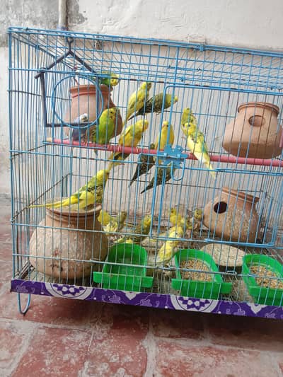 Cage Full Of Parrots For Sale