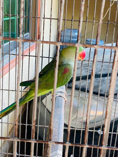 Kashmiri male available