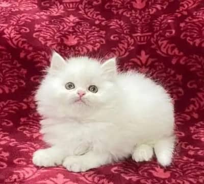 Persian cat  triple coat Punch face face WhatsApp number 03714015585