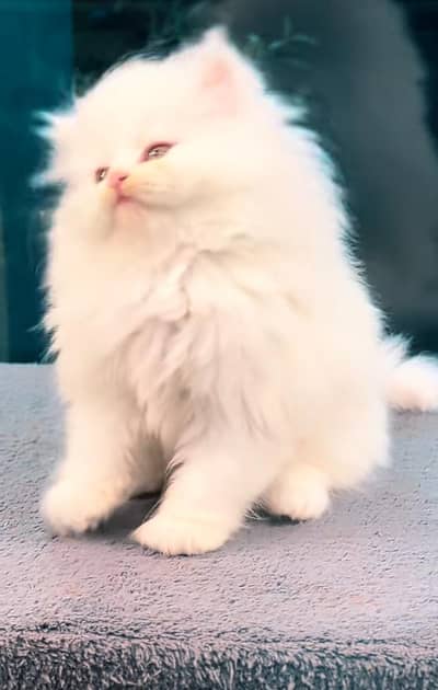 Quality Persian Punch   kitten WhatsAp. 03227335071