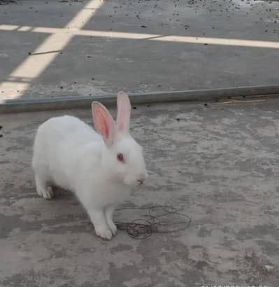 Rabit for sale