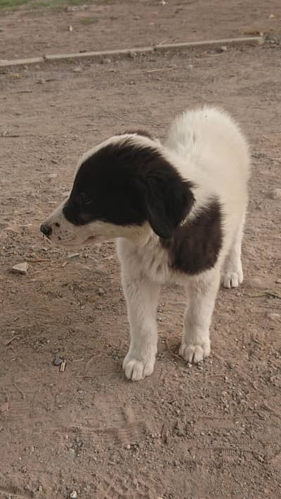 puppy for sale