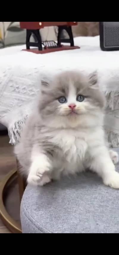 Quality Persian Punchface cat & kitten. moreWhatsApp 03233614642