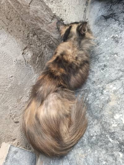 cute Russian cat