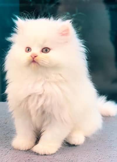 Quality Persian Punch   kitten WhatsAp. 03227335071