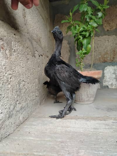 Ayam Cemani Pair (4 Months Old) - Pure Bloodline
