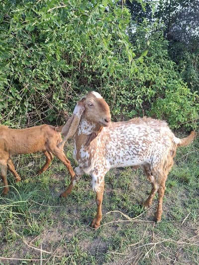 maki China bakra best for breading and qurabni