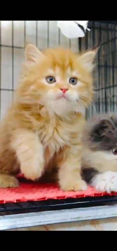 Quality Persian Punchface cat & kitten. moreWhatsApp 03233614642