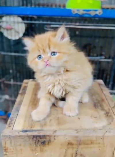Quality Persian Punch   kitten WhatsAp. 03227335071