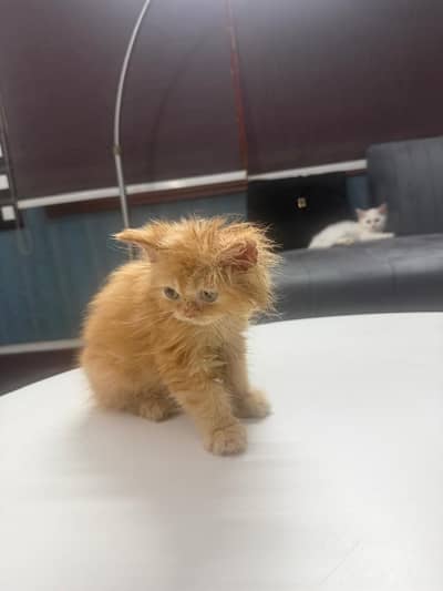 Kitten male