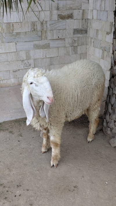 Chatra/sheep for qurbani