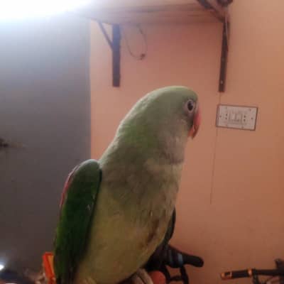raw parrot for sale