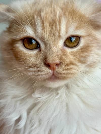 Beautiful Cream Persian Kitten with Golden Eyes