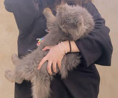 male female cats available
