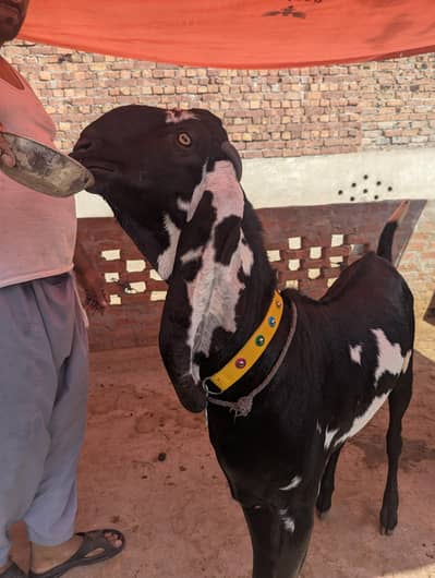 Qurbani Bakra Joree For Sale (Home Breed)