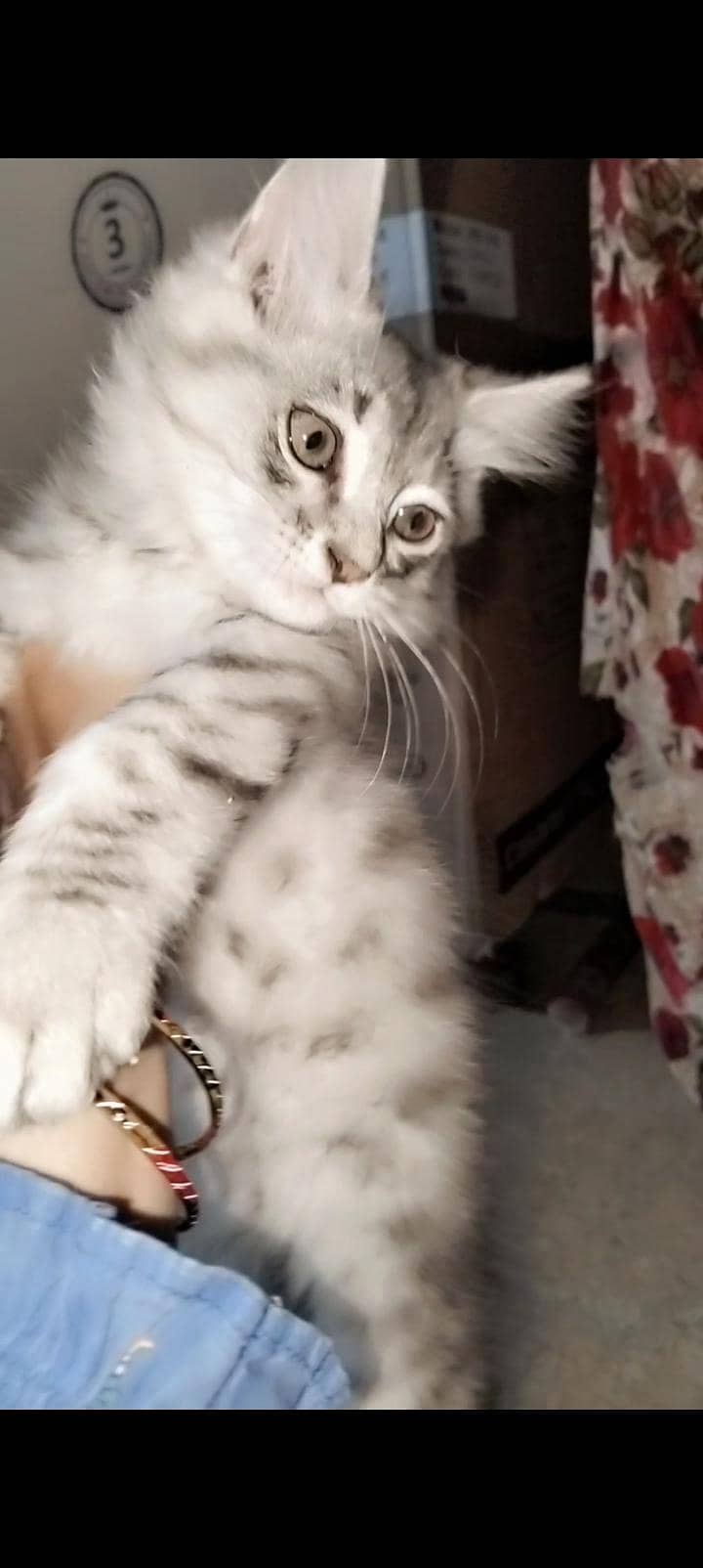 persion cat 0