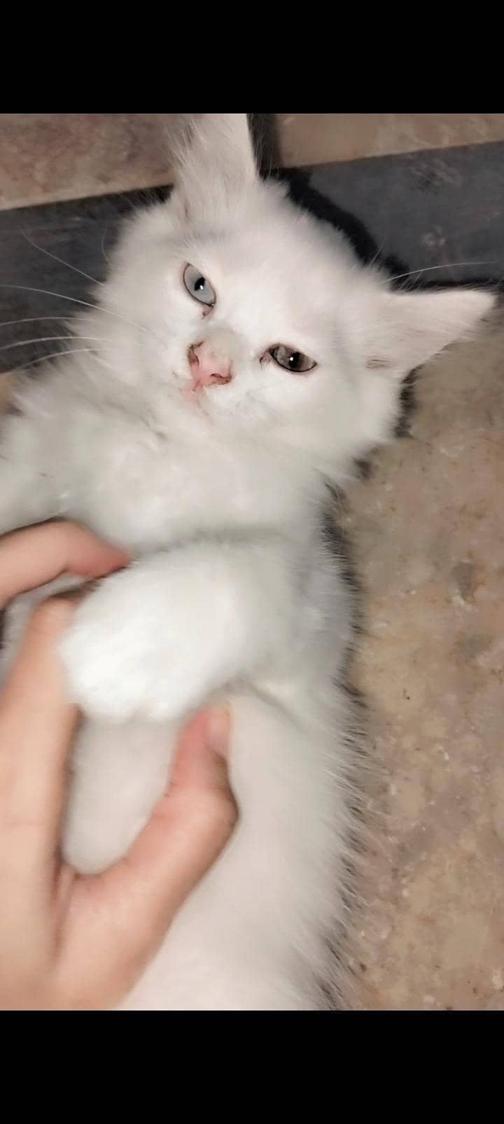persion cat 1