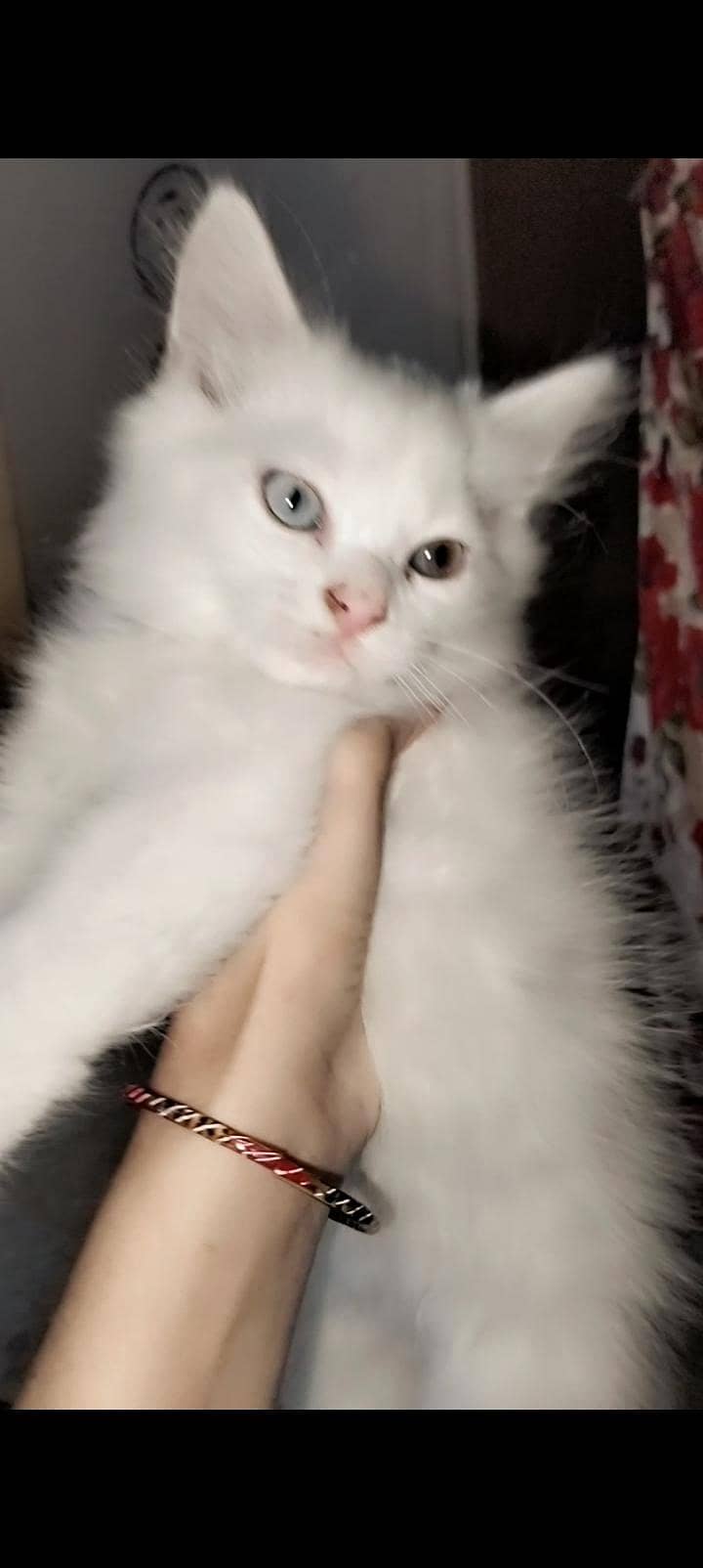persion cat 2